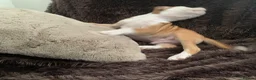 Staffordshire Bull Terrier dogs for sale: Male puppy Staffordshire bull terrior in Manchester - Advert 9