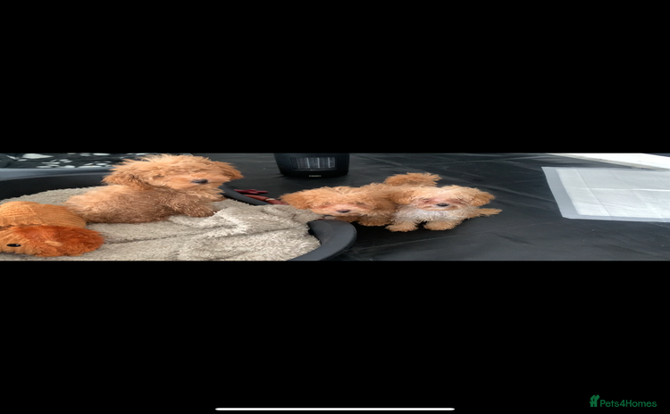 Poochon dogs - Advert 1