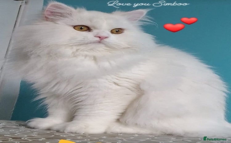 Persian cats - Advert 5