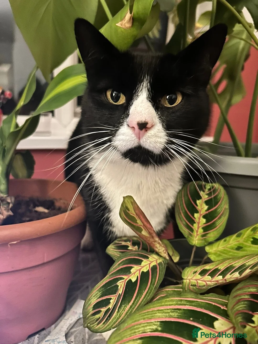 Mixed Breed cats for sale: Lennon and Neville - Advert 4