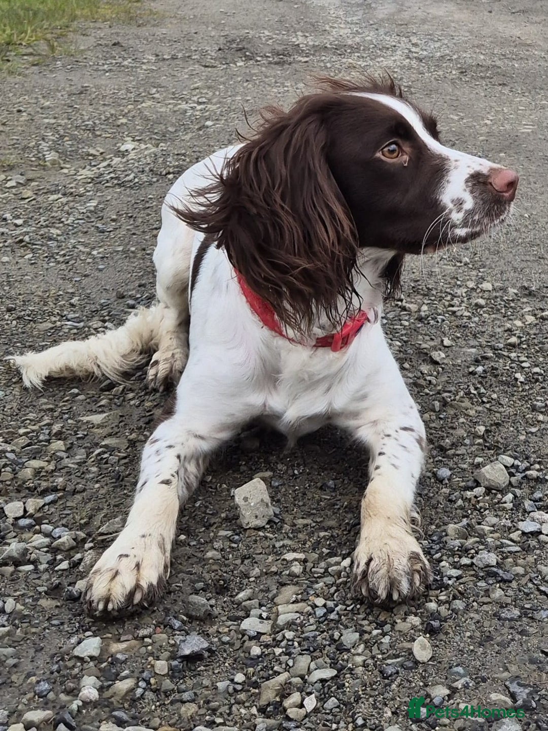 Sprocker dogs for sale: Home-Reared Sprocker Puppies  - Advert 3