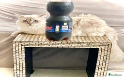 Ragdoll cats for sale: Lovely Ragdoll looking for lovely family - Advert 32