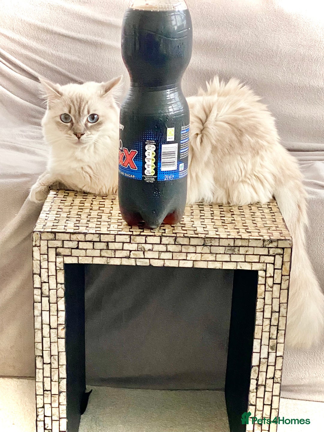 Ragdoll cats for sale: Lovely Ragdoll looking for lovely family - Advert 32