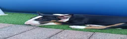 English Bull Terrier dogs for sale: Tunicaebully’s presents new litter arrival 3/8/26 - Advert 10
