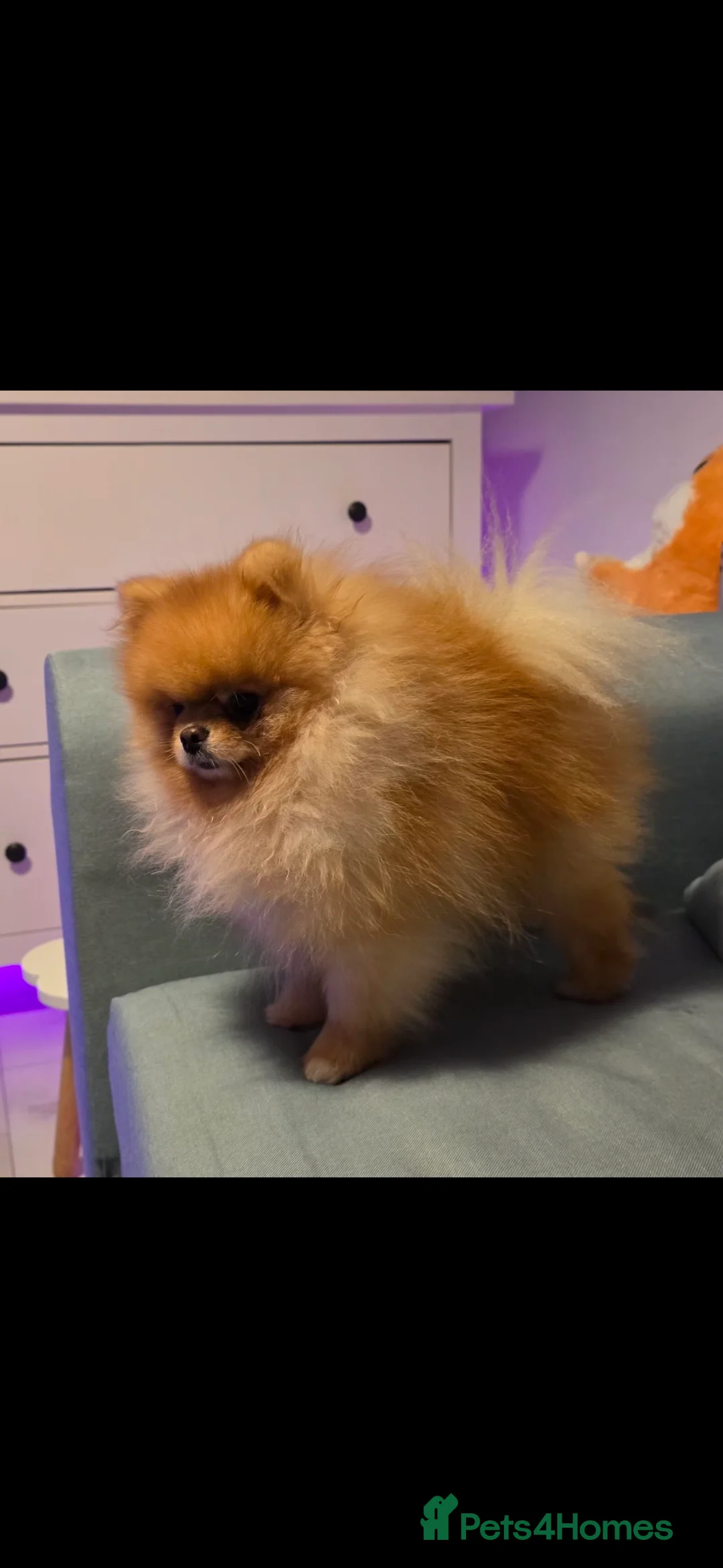 Pomeranian dogs for stud: Beautiful Tiny fluffy Pomeranian stud - Advert 2