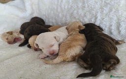 Cockapoo dogs for sale: F1b Cockapoos. Boys & Girls. DNA HEALTH TESTED - Image 15