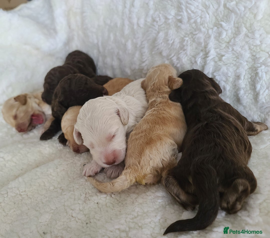 Cockapoo dogs for sale: F1b Cockapoos. Boys & Girls. DNA HEALTH TESTED - Image 15