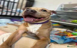 Mixed Breed dogs for sale: Tan and white male staff  - Advert 2