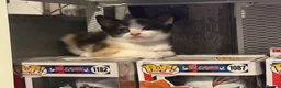 Mixed Breed cats for sale: 3 beautiful babies ready for their forever homes  in Chesterfield - Advert 5
