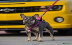 French Bulldog dogs for sale: *LAST2* Fluffy french bulldog puppies - Image 17