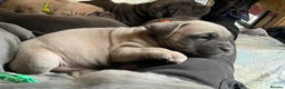 Cane Corso dogs for sale: CANE CORSO TOP QUALITY STRAJANO BLOODLINE FERMINTO - Advert 30