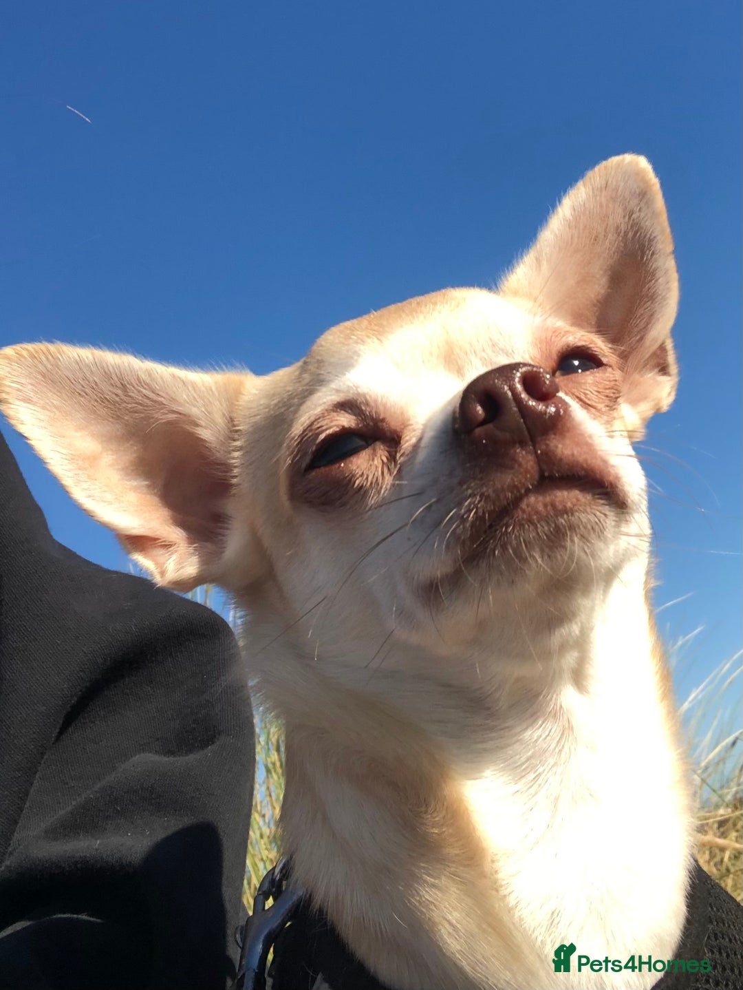 Chihuahua dogs for sale: Chihuahua  - Image 15