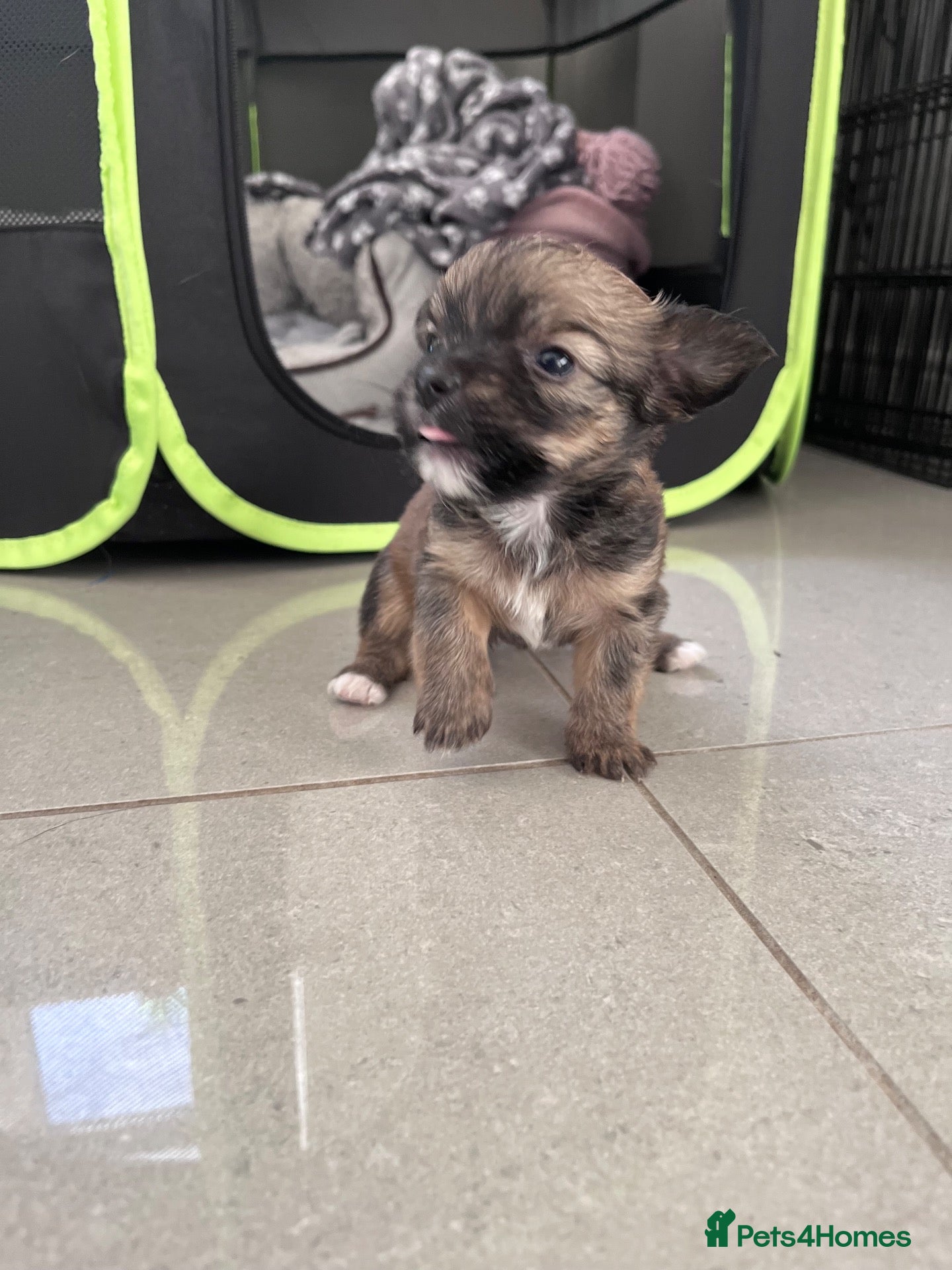 Mixed Breed dogs Chihuahua Jackapoo cross puppies - Advert 3