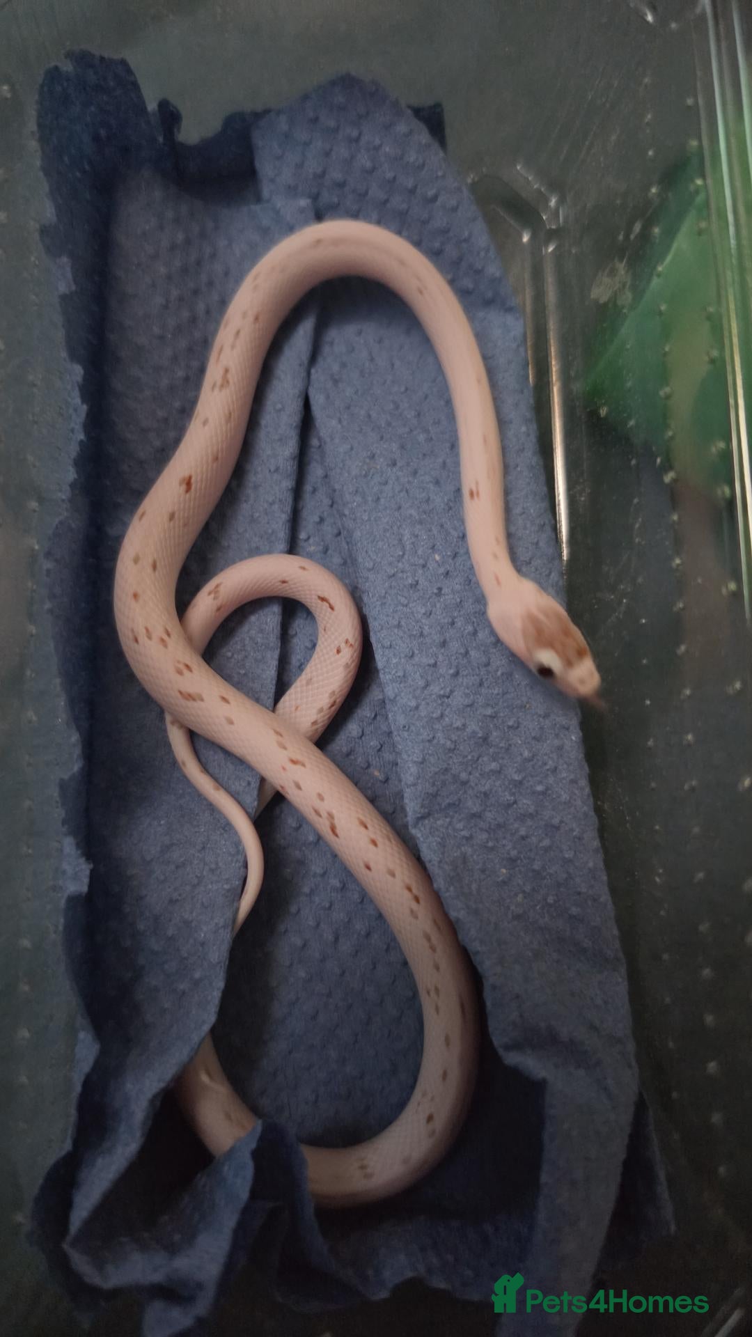 Corn Snake reptiles for sale: Baby palmetto cornsnake - Advert 2