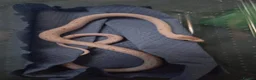 Corn Snake reptiles for sale: Baby palmetto cornsnake in Bradford - Advert 2