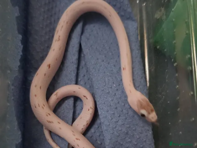 Corn Snake reptiles for sale: Baby palmetto cornsnake - Advert 2