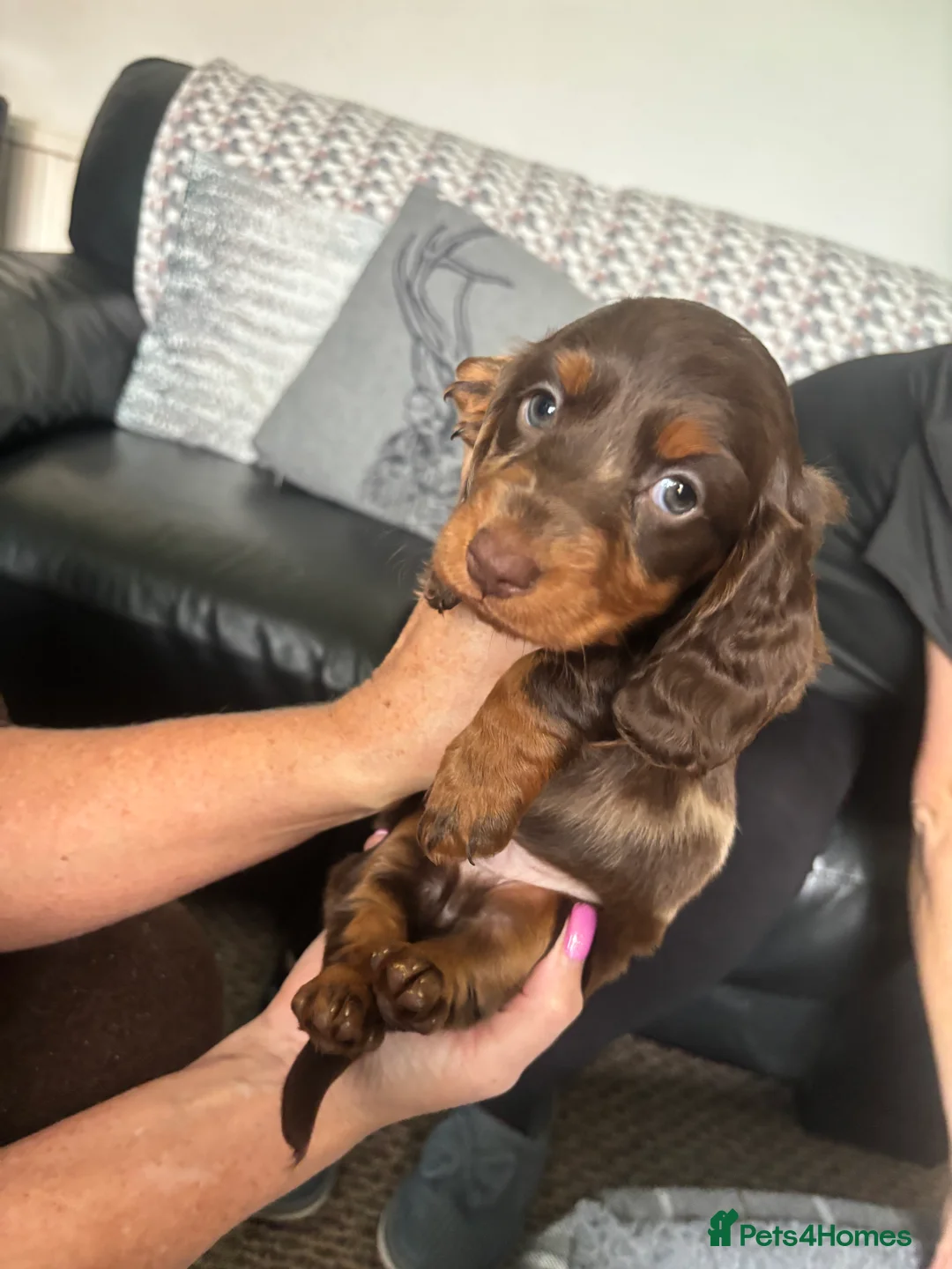 Dachshund dogs for sale: Miniature dachshund puppies 🐶long: smooth hair  - Advert 24