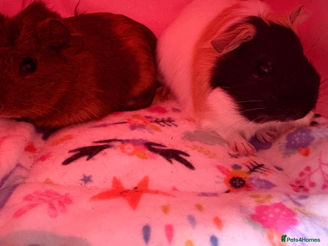 Guinea Pig rodents for sale: 2 Female 4 month old Guineapigs  - Image 5