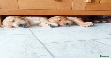 Golden Retriever dogs in Nottingham - Advert 5