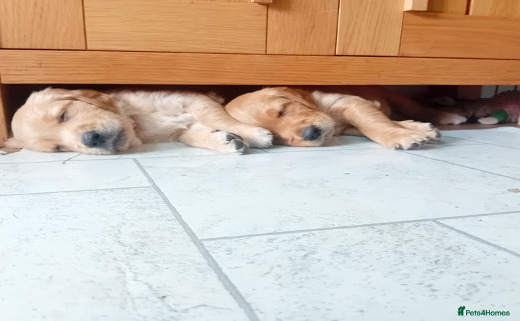 Golden Retriever dogs in Nottingham - Advert 4