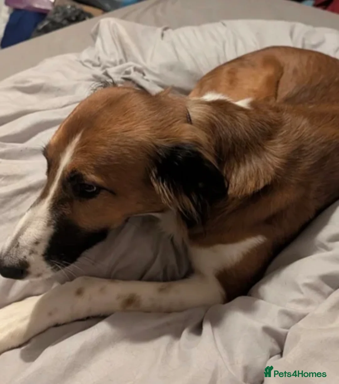 Mixed Breed dogs for sale: Saluki x greyhound  - Advert 3