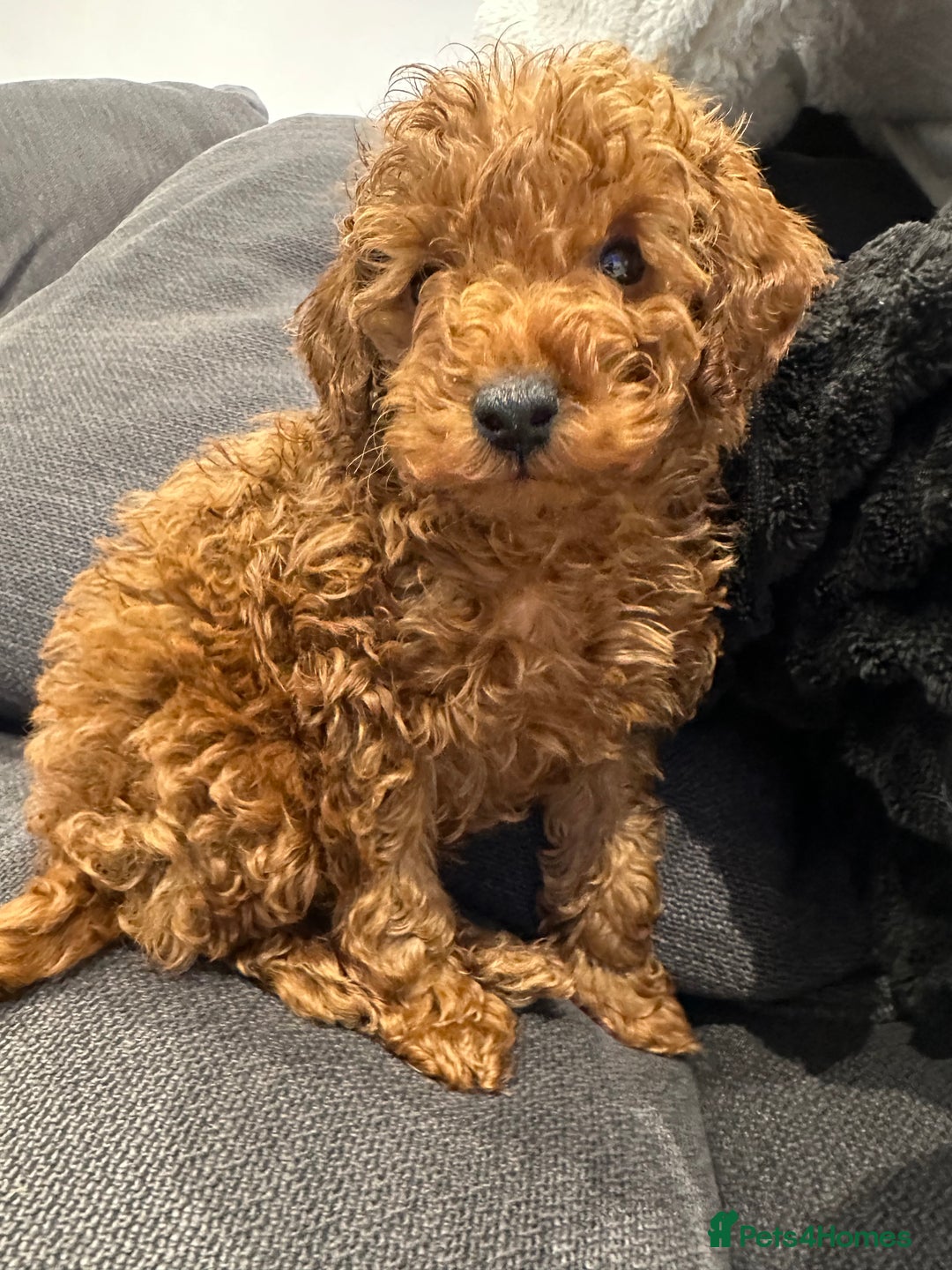 Toy Poodle dogs for sale: Deep red toy poodle  - Advert 6
