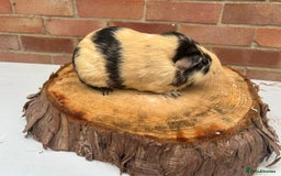Guinea Pig rodents for sale: Female Guinea Pigs  - Image 5