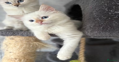 Ragamese cats - Advert 10