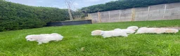 Bichon Frise dogs for sale: Charming Litter of Bichon Frise Puppies in Coventry - Advert 1