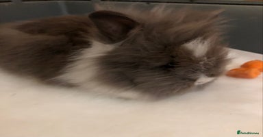 Lionhead rabbits - Advert 1