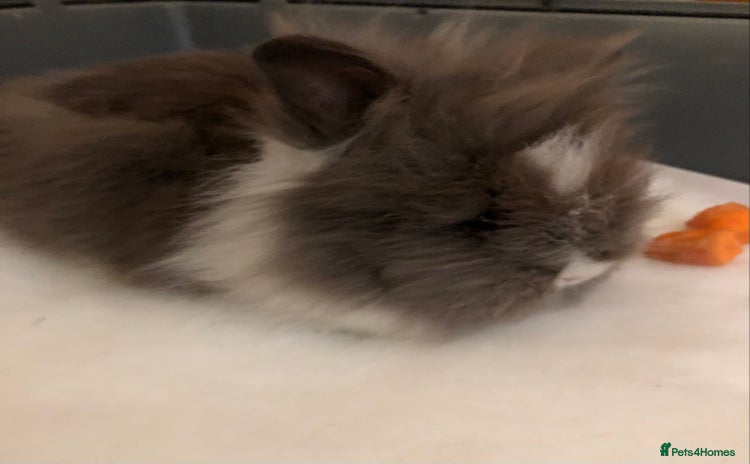 Lionhead rabbits - Advert 3
