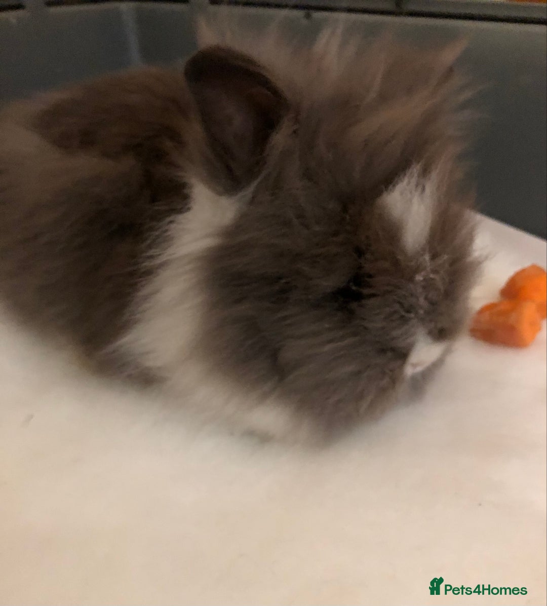 Lionhead rabbits for sale: Lion head Rabbits for sale - Image 2