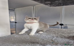 British Shorthair cats for sale: British shorthair and longhair  - Image 14