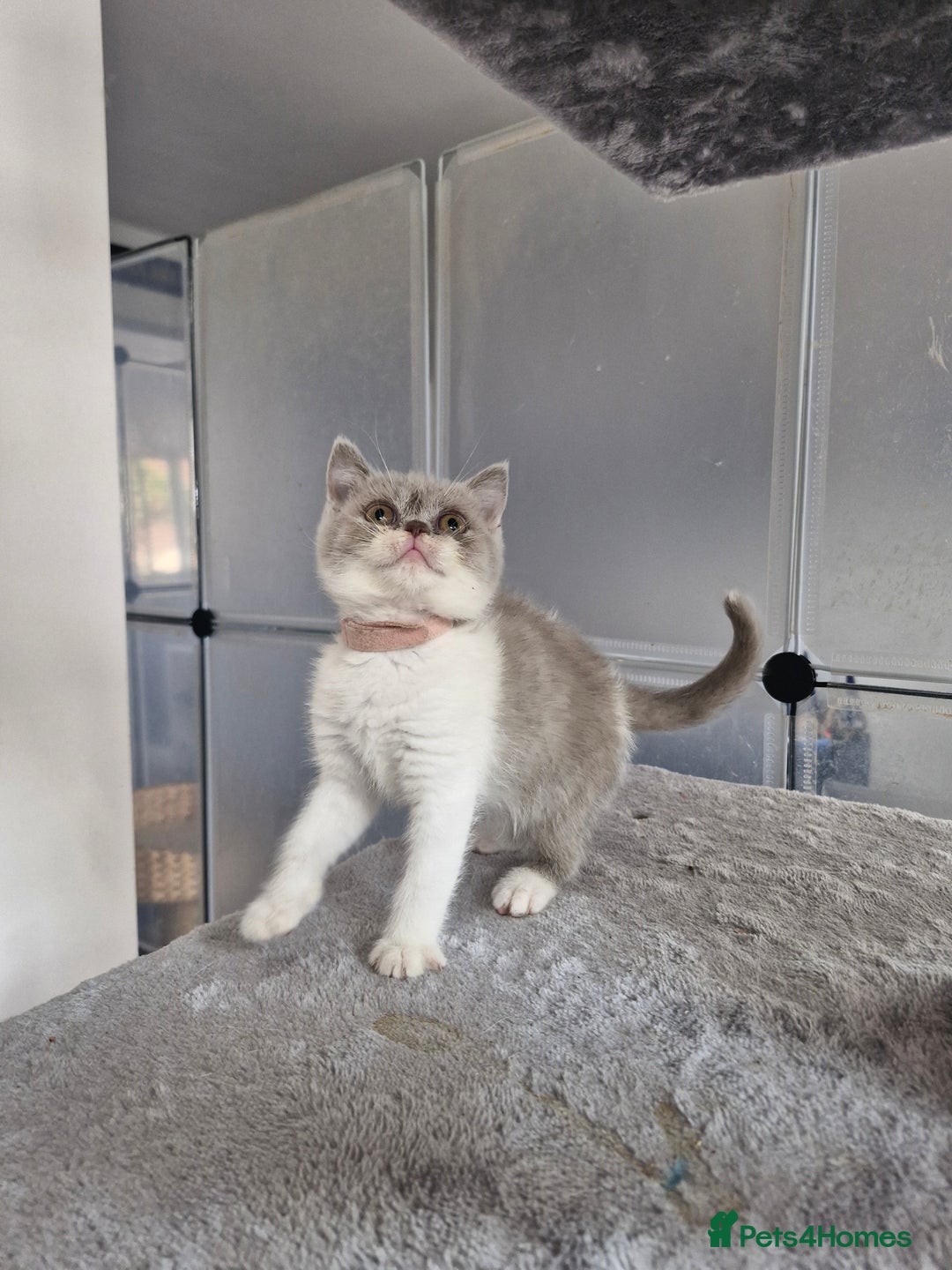 British Shorthair cats for sale: British shorthair and longhair  - Image 14