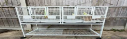 Cockatiels birds for sale: Bonded Cockatiel Pair - Advert 2