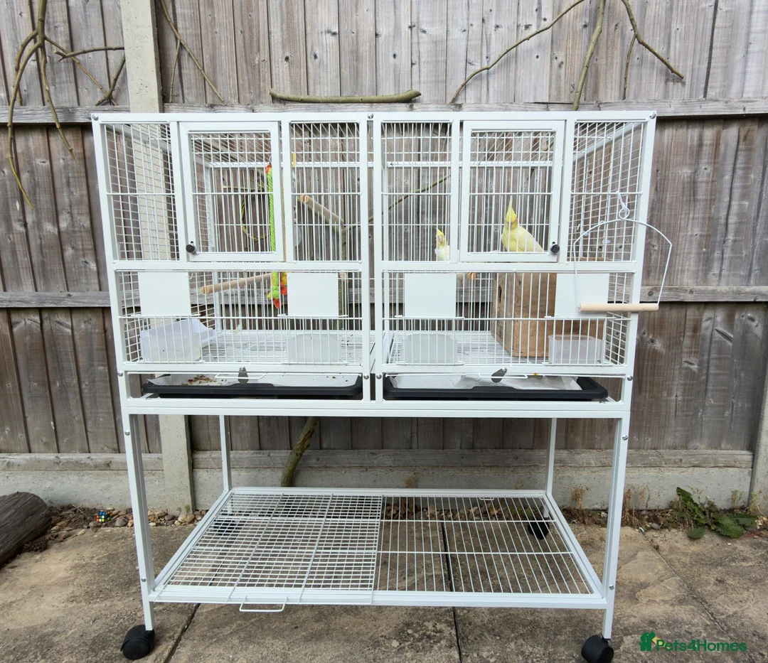 Cockatiels birds for sale: Bonded Cockatiel Pair - Advert 2