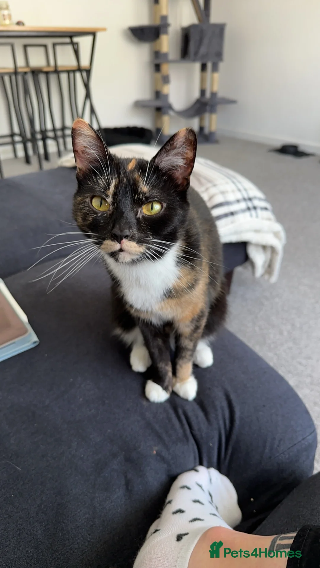 Mixed Breed cats for sale: 2 female sister cats. - Advert 3