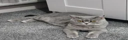 British Shorthair cats for sale: *Beautiful GCCF Reg'd Kittens*DNA Tested Parents* - Advert 8