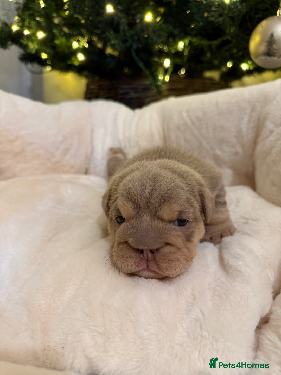 English Bulldog dogs for sale: Stunning English Bulldog Puppies 🐾🐶 - Advert 19