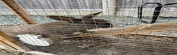 Mixed Breed rabbits for sale: Male and female rabbit for safe in Worksop - Advert 4