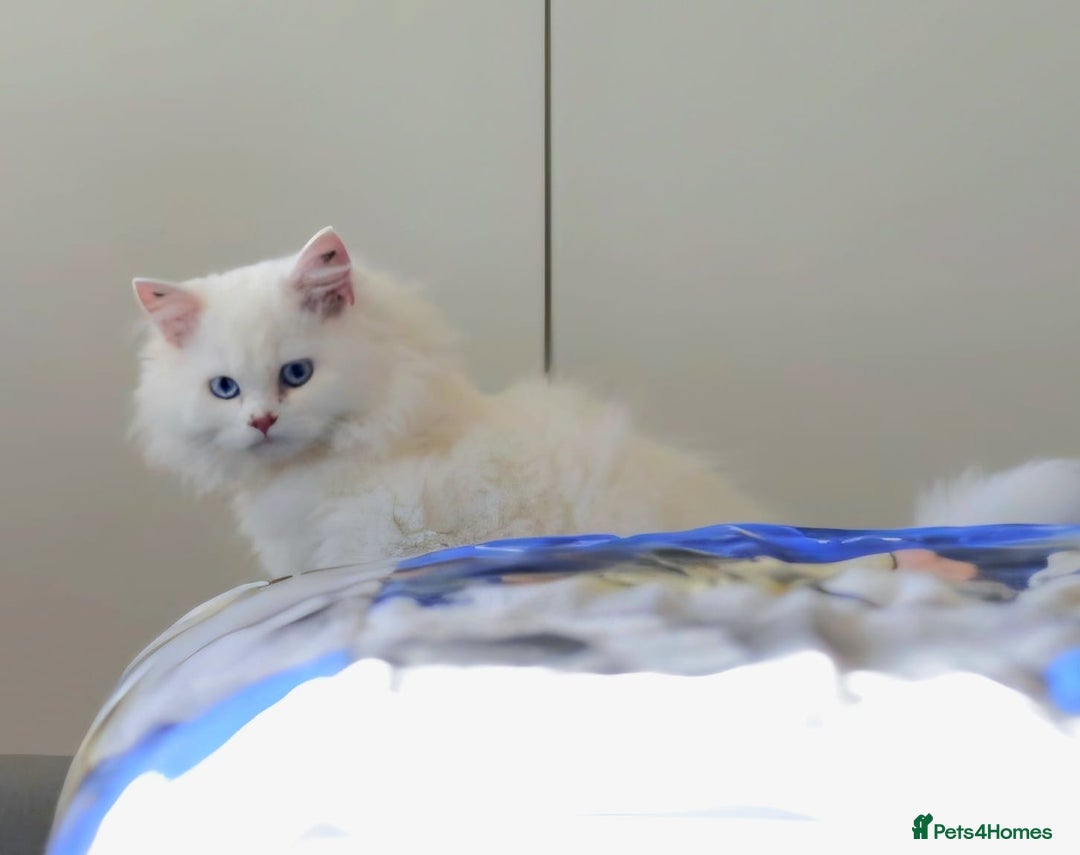 Persian cats for sale: Lovely Persian boy-- SHY - Advert 5