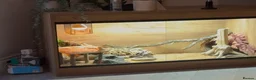 Bearded Dragon reptiles for sale: 1 year old, Bearded Dragon - Full Setup Included  - Advert 5