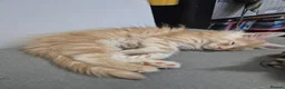Maine Coon cats for sale: Pedigree gccf registered maine coon kittens - Advert 8