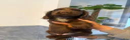 Cocker Spaniel dogs for sale: Beautiful show type cocker spaniel puppies in Worksop - Advert 4