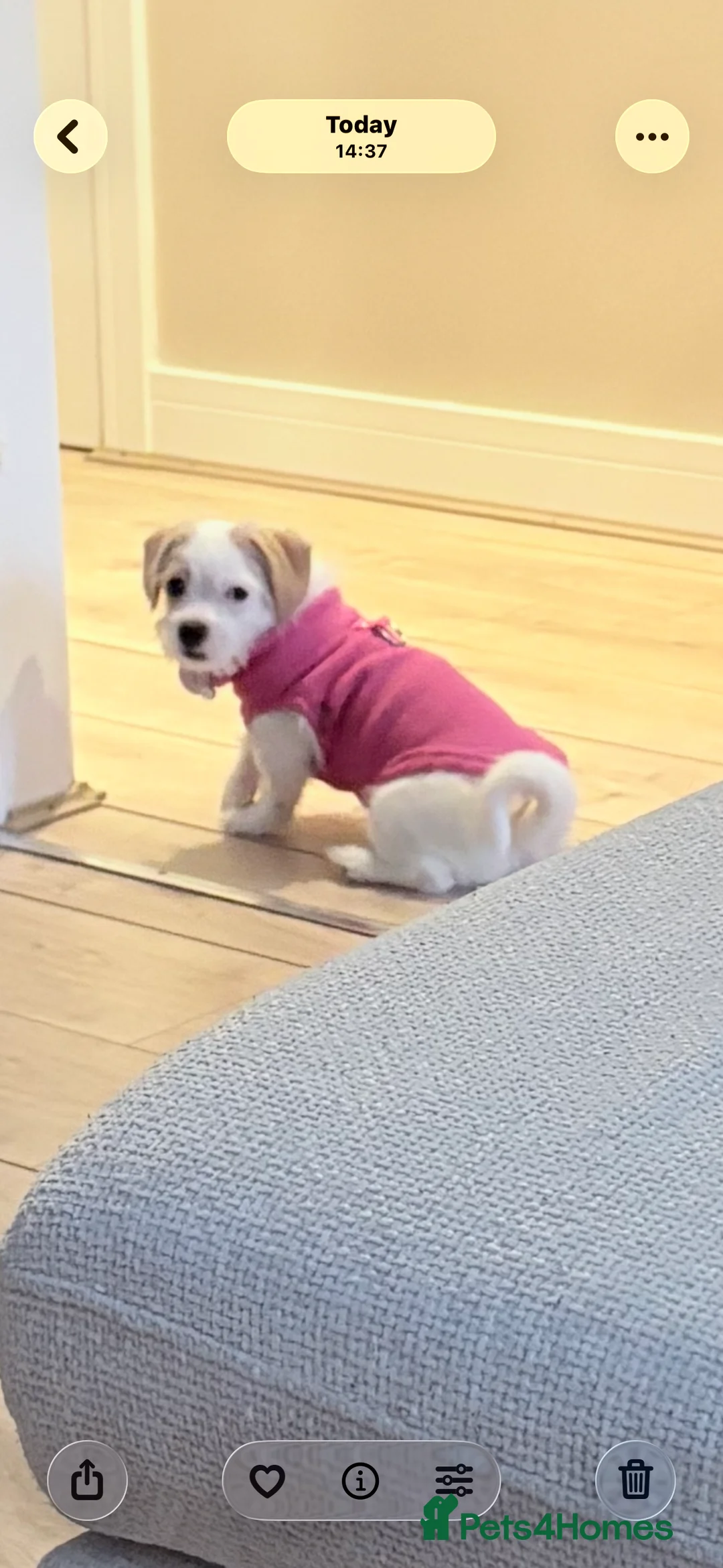 Chipoo dogs for sale: Chipoo female puppy,  - Advert 5