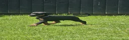 Dobermann dogs for sale: ☆☆Ready to leave Today  Black Doberman Puppies☆☆ - Advert 11