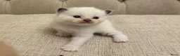 Ragdoll cats for sale: Seven Beautiful Ragdoll Kittens - Advert 6