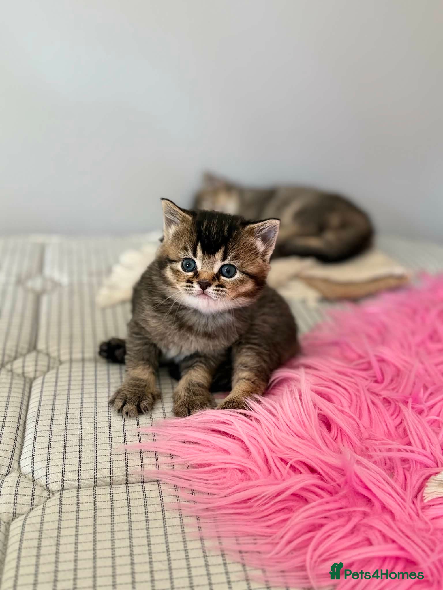 Mixed Breed cats for sale: 3 Little kittens  in Basildon - Advert 4