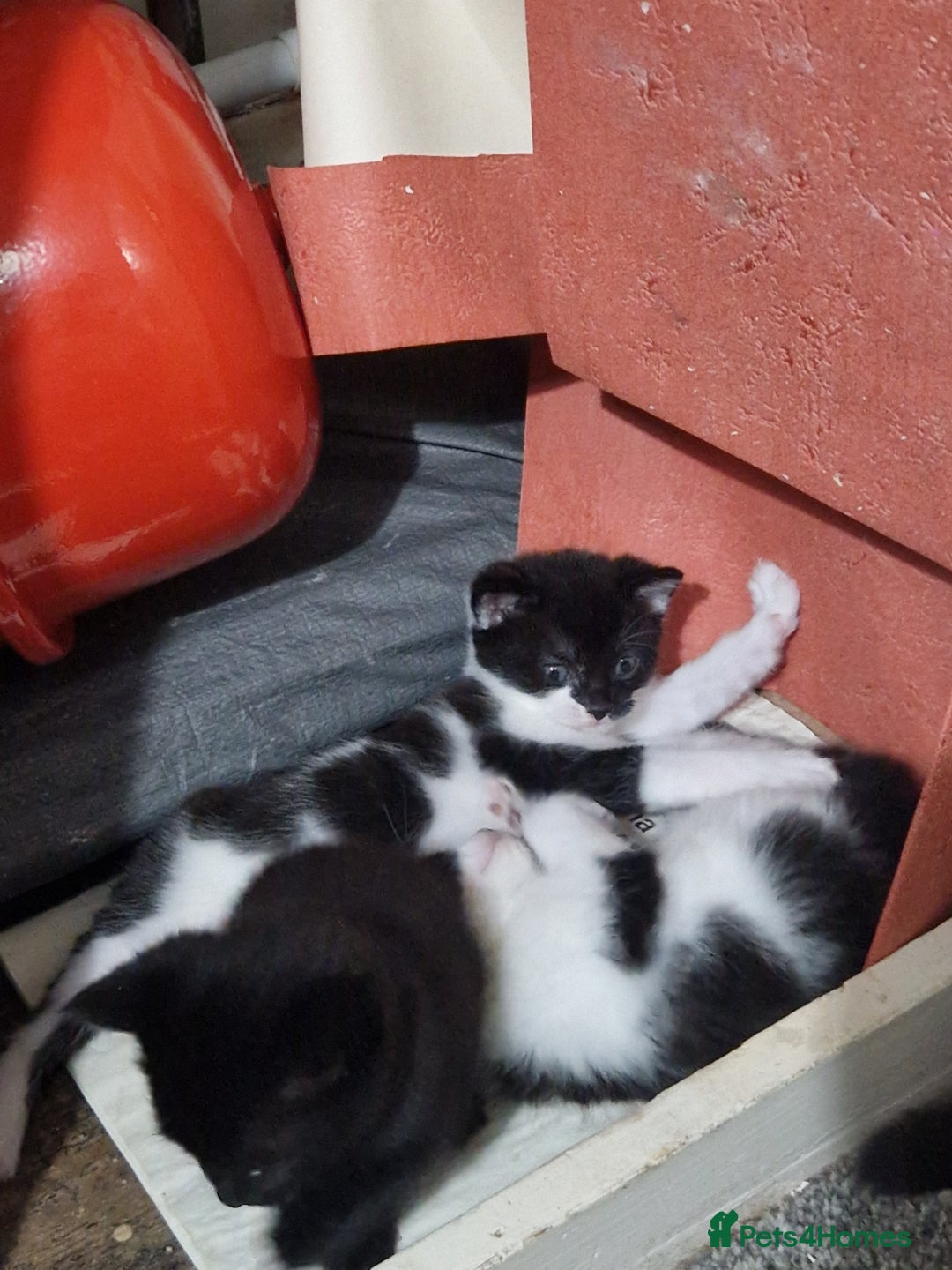 Mixed Breed cats for sale: Beautiful healthy kittens looking  - Advert 4