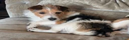 Jack Russell dogs for sale: Jack Russell puppies  in Consett - Advert 4